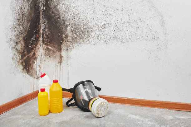 Best Water Damage Restoration  in Versailles, MO