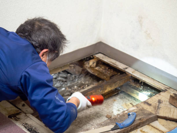 Best Commercial Mold Removal  in Versailles, MO