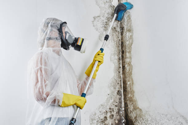 Best Affordable Mold Removal  in Versailles, MO