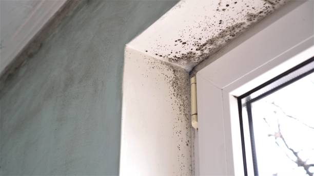 Best Fast Mold Removal  in Versailles, MO