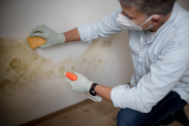 Best Mold Testing  in Versailles, MO