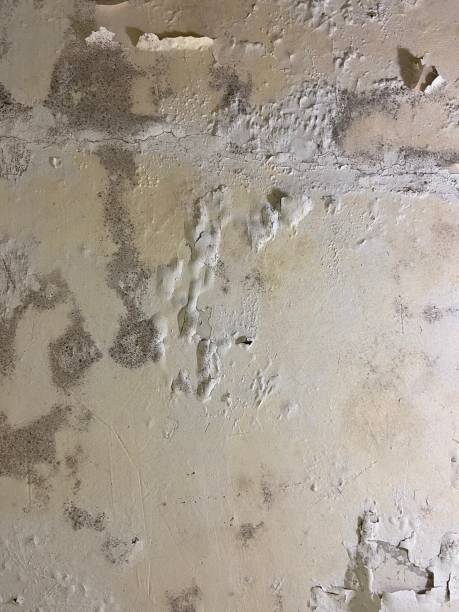 Best Crawl Space Mold Removal  in Versailles, MO