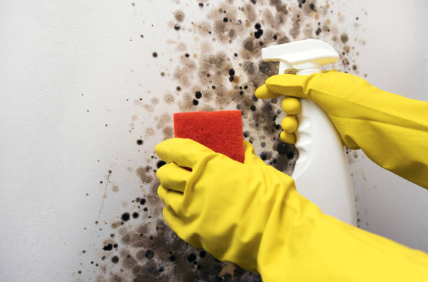 Attic Mold Removal in Versailles, MO