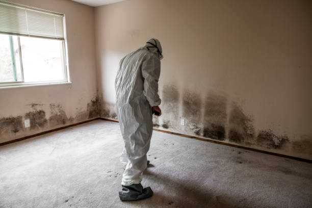 Professional Mold Removal in Versailles, MO