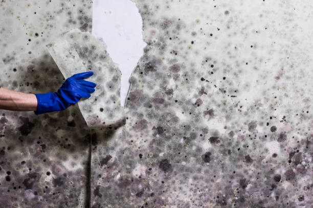 Best Commercial Mold Removal  in Versailles, MO