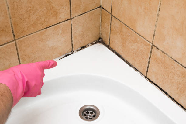 Best Same-Day Mold Removal  in Versailles, MO